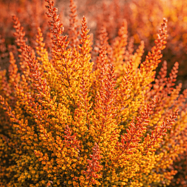 Вереск обыкновенный Wickware Flame