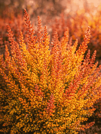 Вереск обыкновенный Wickware Flame