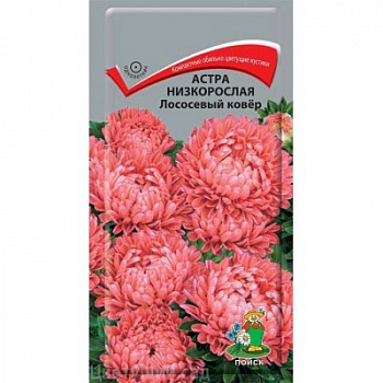 Астра низкорослая Лососевый ковер Астра низкорослая Лососевый ковер