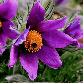 Прострел обыкновенный Violet