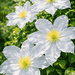 Клематис Toki