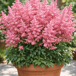 Астильба японская Country and Western