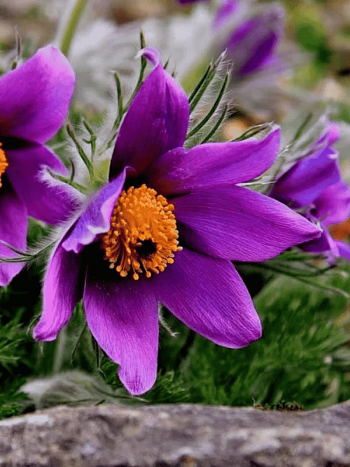 Прострел обыкновенный Violet