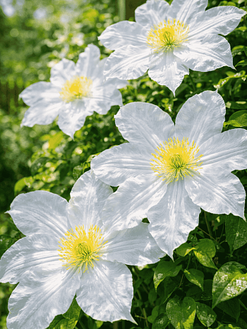 Клематис Toki