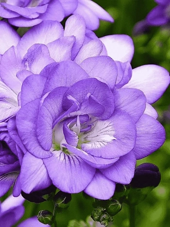 Фрезия Double Blue