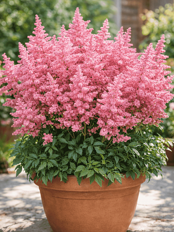 Астильба японская Country and Western