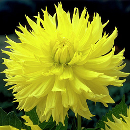 Георгина бахромчатая Промис