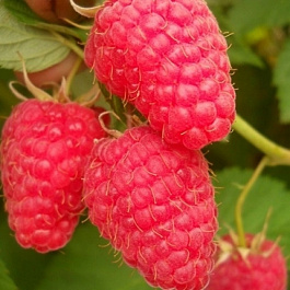 Малина традиционная Краса России