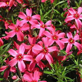 Флокс шиловидный Скарлет Флэйм