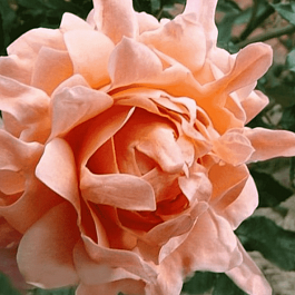 Роза Флорибунда Ruffles dream