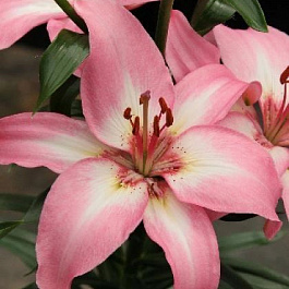 Лилия азиатская АйсБерри НАБОР 2ШТ (2+2)