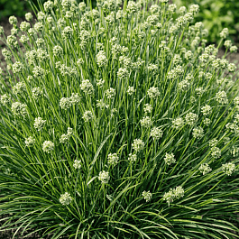 Сеслерия голубая