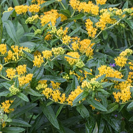 Ваточник клубневой Хелло Йеллоу