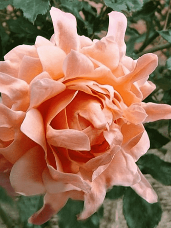 Роза Флорибунда Ruffles dream