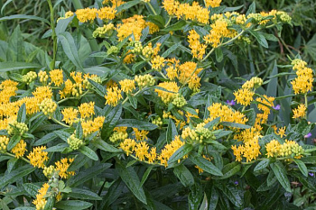 Ваточник клубневой Хелло Йеллоу