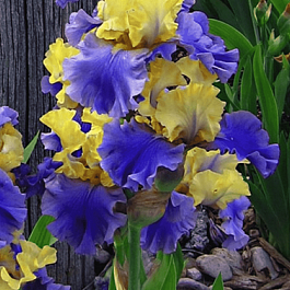 Ирис германский Edith Wolford