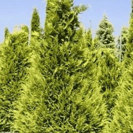 Кипарисовик Лавсона Stevarti