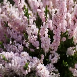 Вереск обыкновенный Radnor