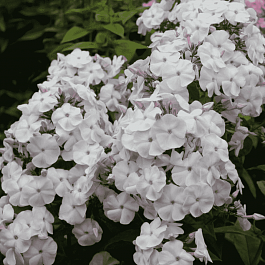 Флокс Нюанс