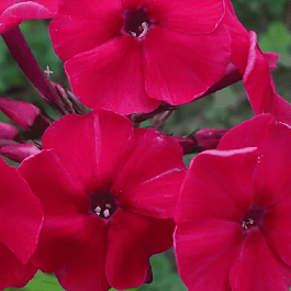 Флокс метельчатый Miss Mary