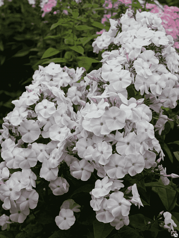 Флокс Нюанс