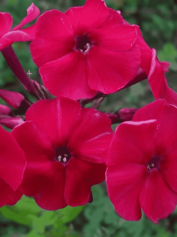 Флокс метельчатый Miss Mary