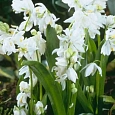 Сцилла сибирская Alba