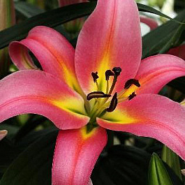 Лилия ОТ-гибрид Корсини