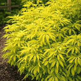 Бузина красная Sutherland Gold