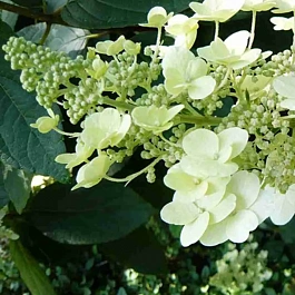 Гортензия метельчатая  Unique
