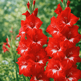 Гладиолус Sparkler