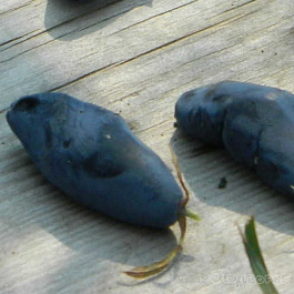 Жимолость съедобная Бореал Близар