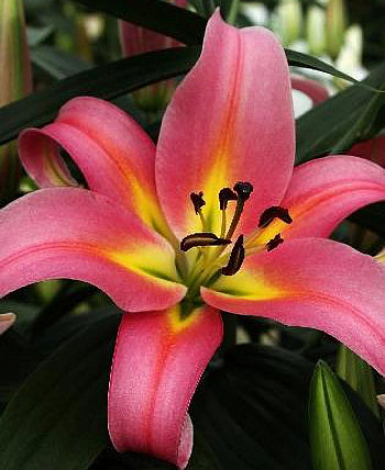 Лилия ОТ-гибрид Корсини