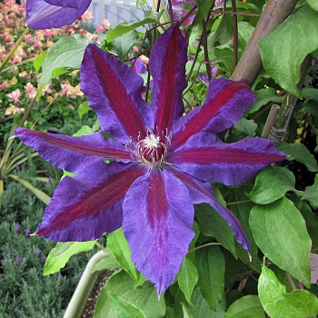 Клематис крупноцветковый Вайлдфаер