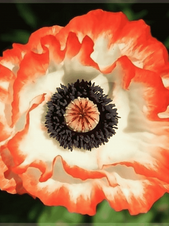 Мак восточный Picotee