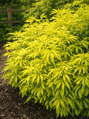 Бузина красная Sutherland Gold