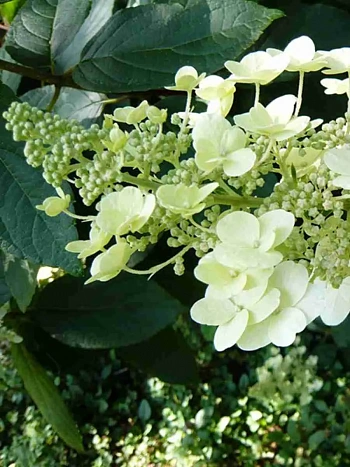 Гортензия метельчатая  Unique