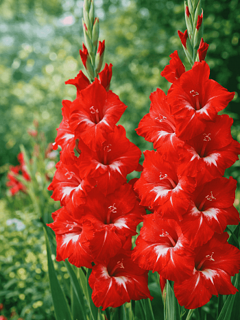 Гладиолус Sparkler