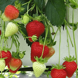 Земляника Капри