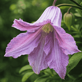 Клематис гибридный Betty Corning