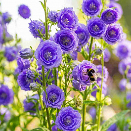 Колокольчик персиколистный LA BELLE BLUE