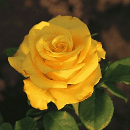 Роза чайно-гибридная Kerio