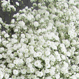 Гипсофила метельчатая Вайт Фестиваль