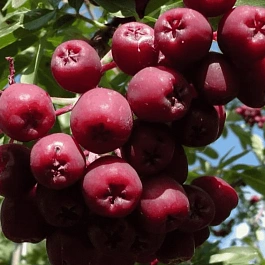 Рябина сладкоплодная Гранатная
