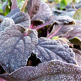 Живучка ползучая Атропурпуреа