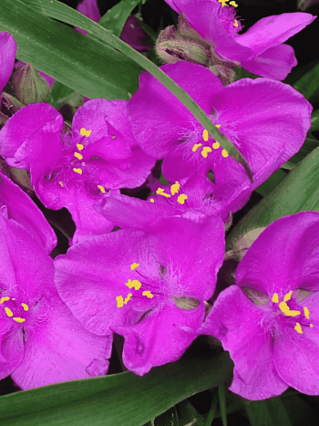 Традесканция Арендса Rubra