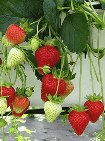 Земляника Капри