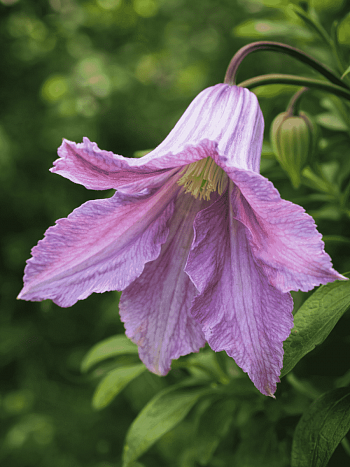 Клематис гибридный Betty Corning