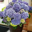 Гортензия крупнолистная New Tivoli Bleu