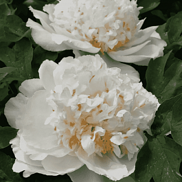 Пион древовидный Gold Cinnamon Floats Fragrance